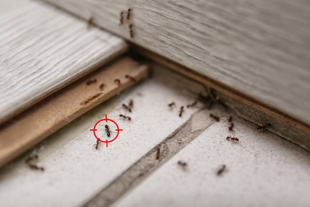 Best Local Pest Control Services  in Hardin, MT