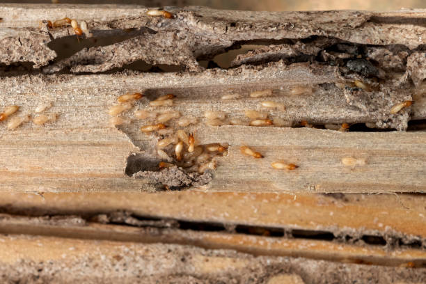 Best Affordable Pest Control Services  in Hardin, MT